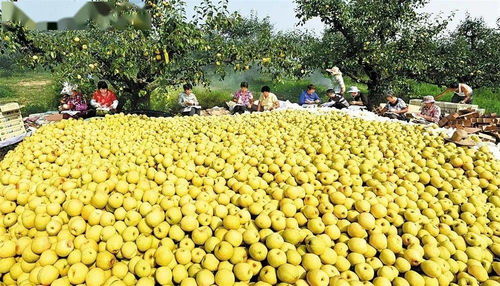 蚌埠羽絨加工基地躋身全省六強，區域特色產業迎來發展新契機